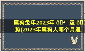 属狗兔年2023年 🪴 运 🐘 势(2023年属狗人哪个月适合跳槽)